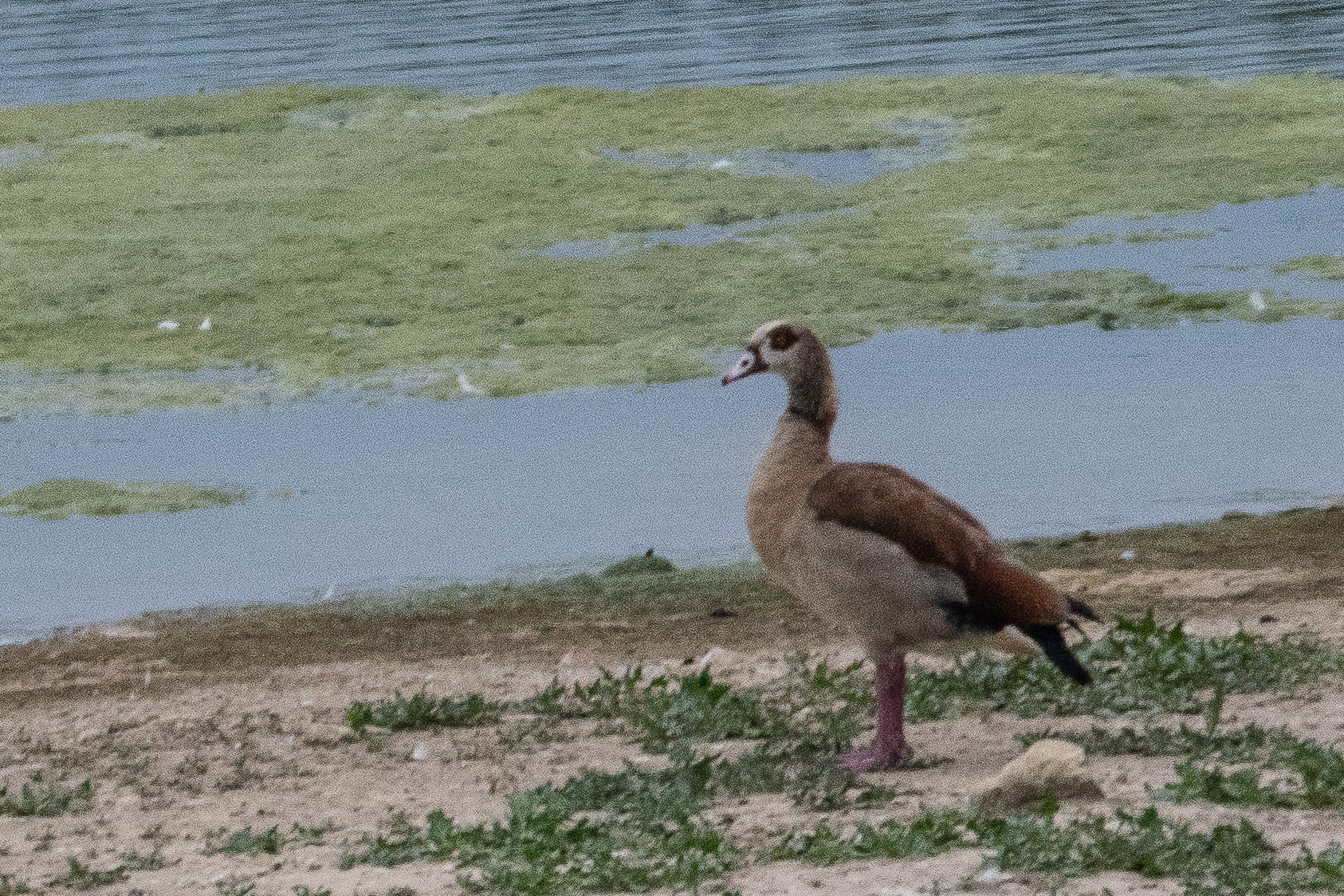 Ouette d'Egypte adulte (Aegyptian goose, Apolochen Aegyptiaca) , Mont Bernanchon, Hauts de France.